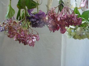 紫陽花ドライフラワーの吊るす作り方