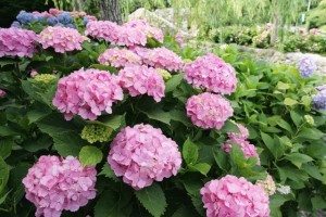 大阪府万博記念公園の紫陽花