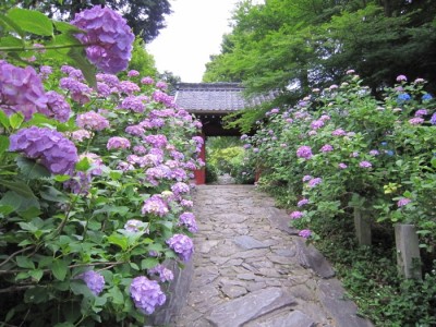 本光寺あじさい祭り情報