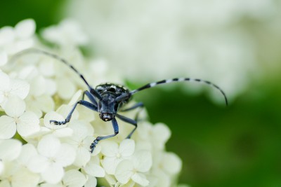 出典 http://roku-photo.blogspot.jp/2014/07/blog-post_4.html