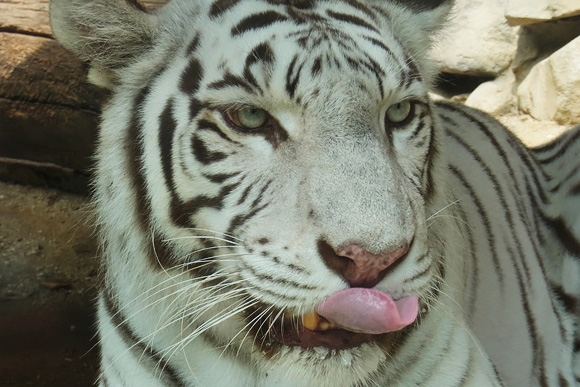 東武動物公園のホワイトタイガー