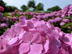 薄紫の紫陽花