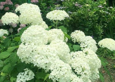 白いアナベル紫陽花