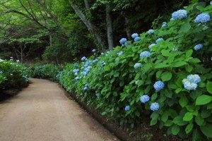 大阪府ぬかた園地のあじさいプロムナード