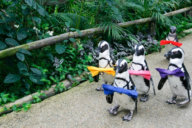 南紀白浜フンボルトペンギンの散歩