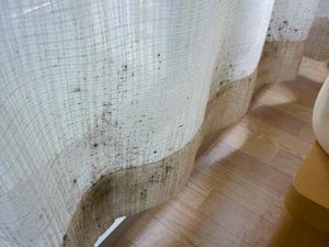 カビが生えたレースカーテン