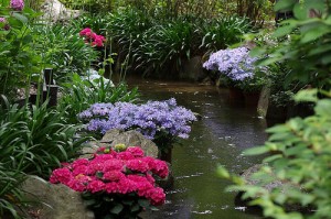 長居植物園の渓流沿いの紫陽花