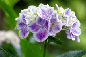 花の文化園のあじさい