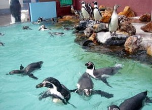ペンギン