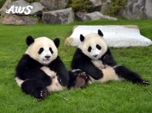 南紀白浜アドベンチャーワールドのパンダ
