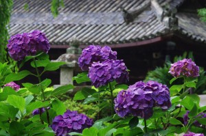 奈良県長谷寺のあじさい