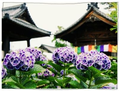 稲沢あじさいまつり
