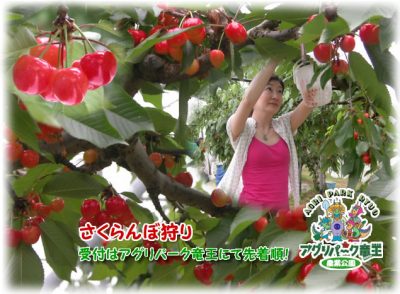 アグリパーク竜王でさくらんぼ狩りをする女性