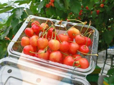 パックに入ったさくらんぼ