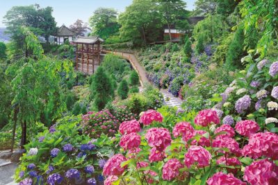 善峯寺のあじさい