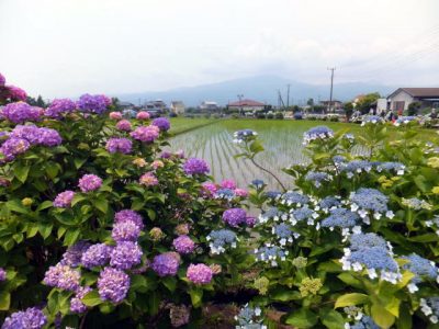 開成町のあじさいと田んぼ