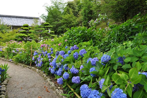 kumano-ajisai