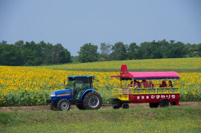 北竜町ひまわり祭り