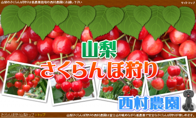 山梨さくらんぼ狩り