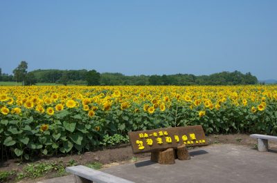 北竜町ひまわり祭り