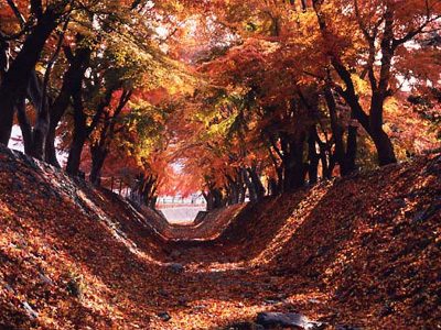 河口湖の紅葉2016