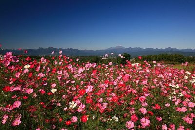 鼻高展望花の丘コスモス祭り