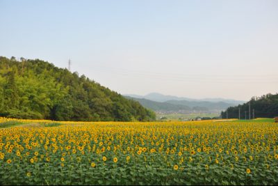 与謝野町ひまわりフェスティバル