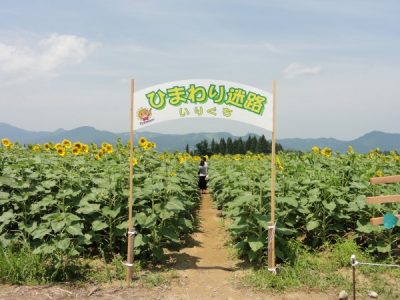津南ひまわり広場