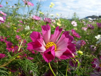 亀岡夢コスモス園2016