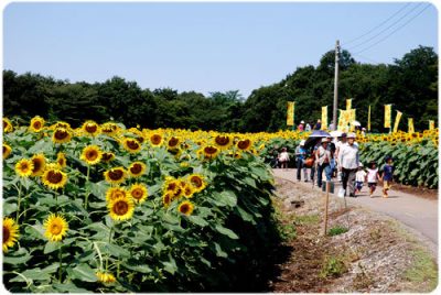かみのかわサンフラワー祭り