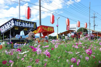 岡部コスモス祭り