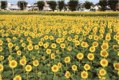 武蔵村山ひまわり畑