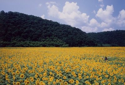広島県君田のひまわり祭り