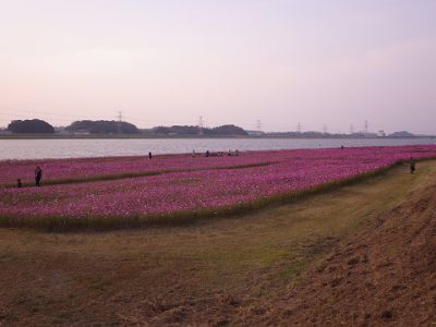 福岡・水巻町コスモスまつり2016