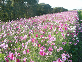 鴻巣・荒川コスモス街道