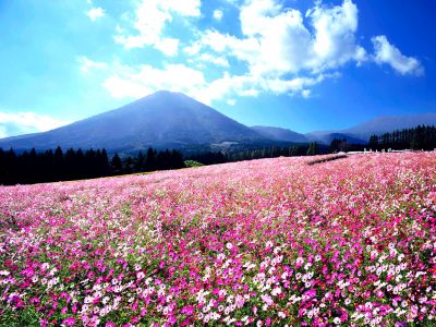 生駒高原コスモスまつり2016