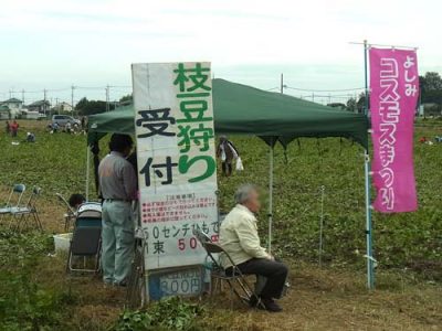 埼玉吉見コスモス祭り