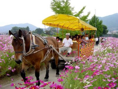 越知町コスモスまつり