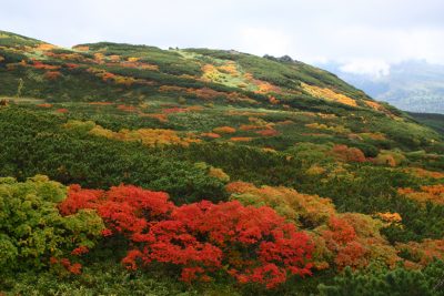 大雪山の紅葉