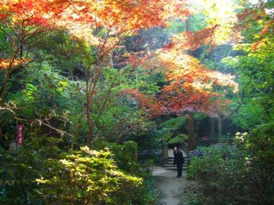 等々力渓谷 紅葉