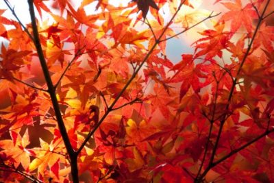 紅葉
