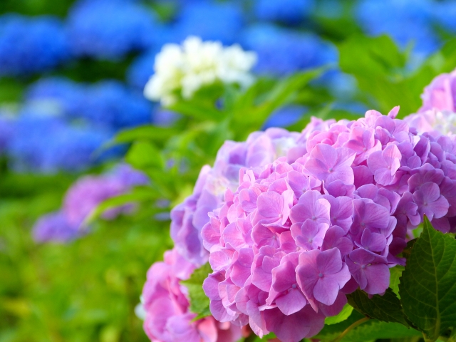 紫陽花の花言葉。白･ピンク･青の意味とプレゼントにダメな色は？
