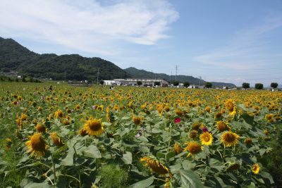 笠岡市ひまわりフェス
