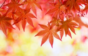 紅葉イメージ