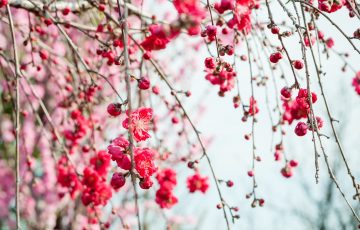 桃の花の枝