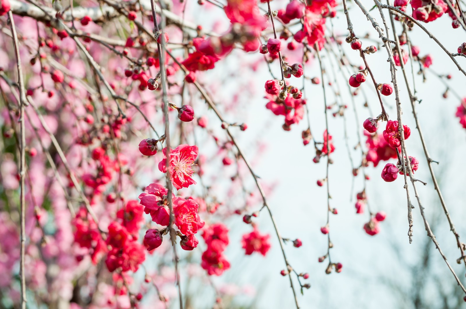 桃の花の枝の花瓶の生け方。日持ちや水揚げ、長持ちの方法は？