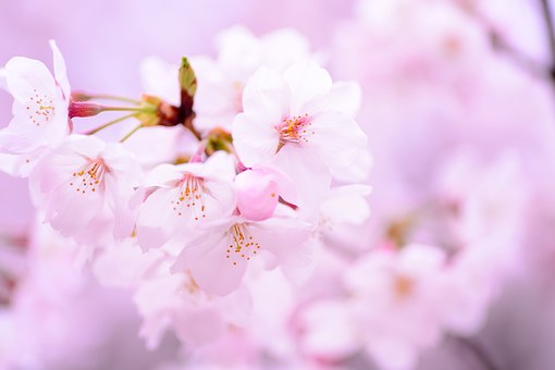 桜の花言葉「私を忘れないで」って怖い！桜の噂・言い伝えが怖すぎ！